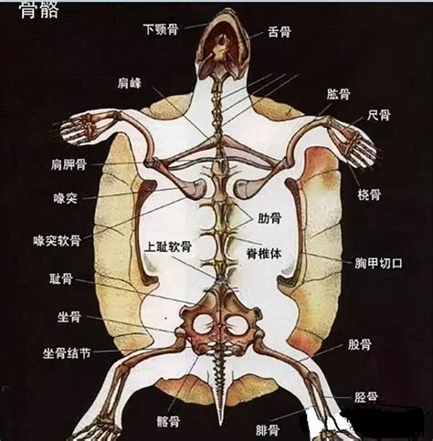 烏龜有骨頭嗎|閒聊一下烏龜的內部結構